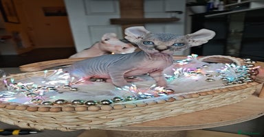 Sphynx cats Unique Elf, Sphynx & Dwelf Babies - Advert 6