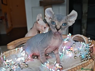 Sphynx cats Unique Elf, Sphynx & Dwelf Babies - Advert 3