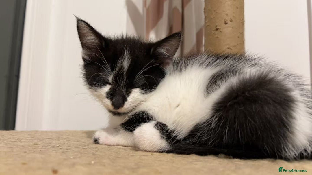 Mixed Breed cats for sale: Cute kittens and mom looking for a good home - Advert 12