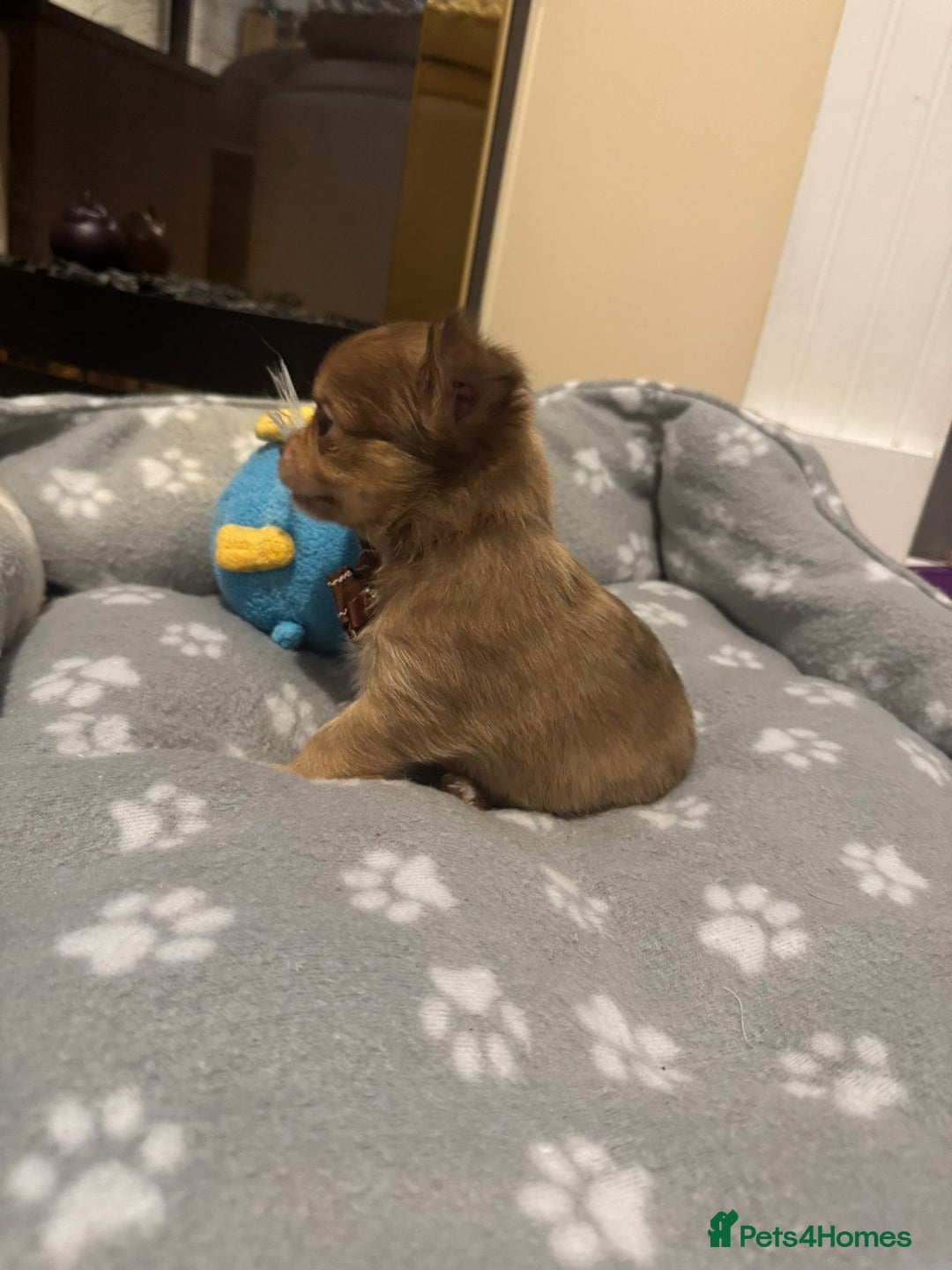 Chihuahua dogs for sale: Long Coat Chihuahua  - Advert 15