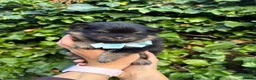 Pomeranian dogs for sale: KC micro Russian bloodlines Pomeranian puppies - Advert 4