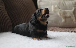 Miniature Dachshund dogs for sale: Male Miniature Dachshund Puppy  - Image 6