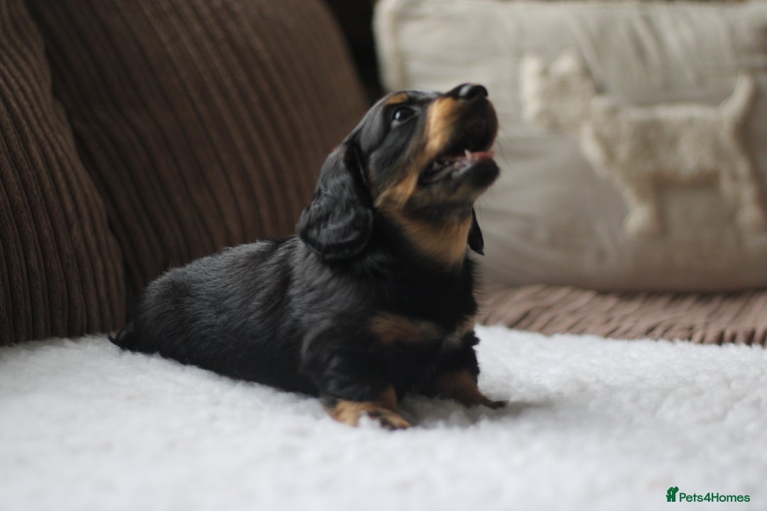Miniature Dachshund dogs for sale: Male Miniature Dachshund Puppy  - Image 6