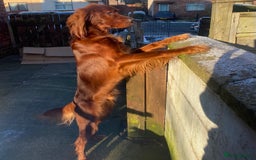 Irish Setter dogs for stud: WELL PROVEN Irish Setter for Stud in Carlisle - Image 5