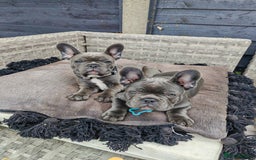 French Bulldog dogs for sale: Beautiful blue frenchie  - Image 10