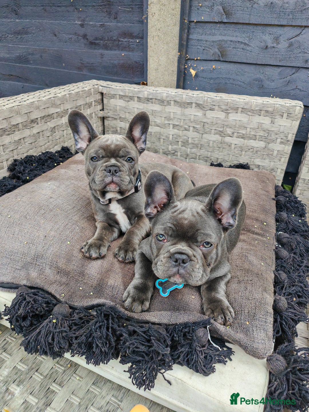 French Bulldog dogs for sale: Beautiful blue frenchie  - Image 10