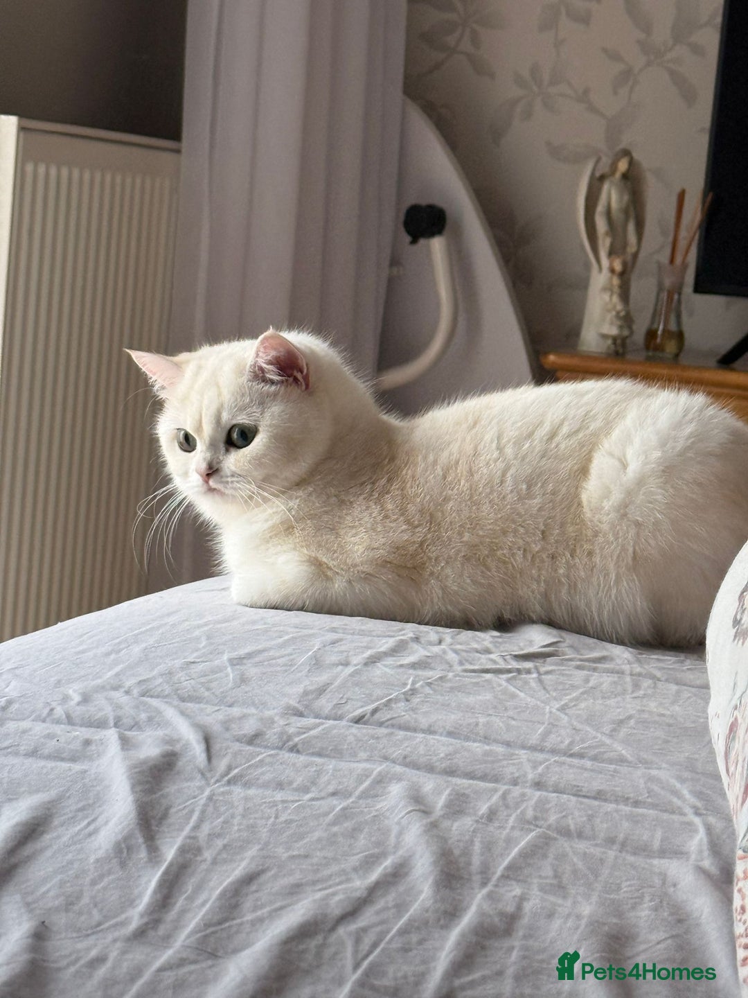 British Shorthair cats for sale: British Shorthair Chinchilla - Advert 17