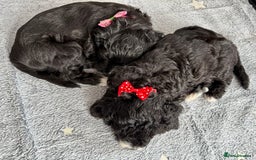 Cockapoo dogs for sale: 🐾 Gorgeous F2 Cockapoo Puppies 🐾 - Image 17