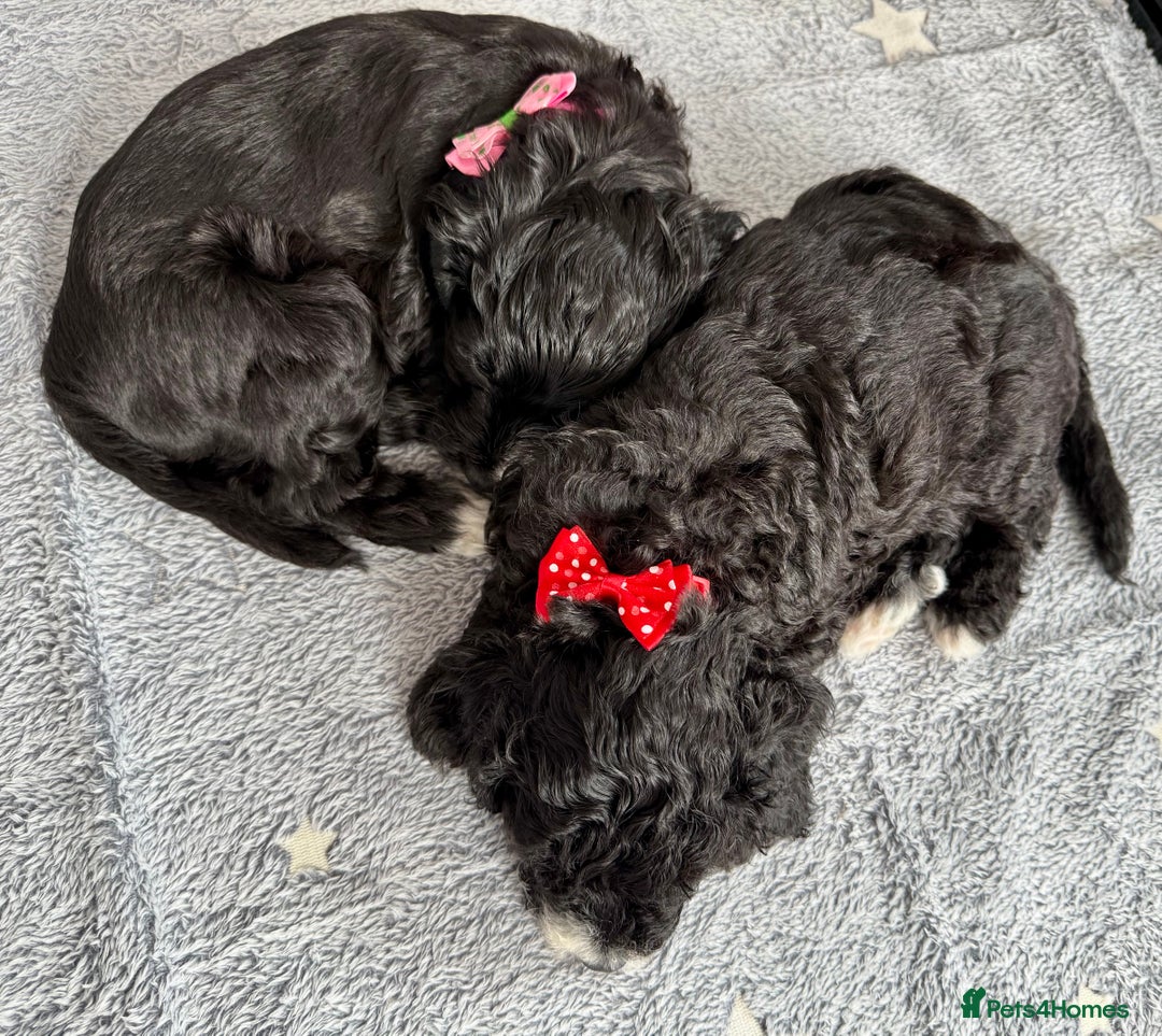 Cockapoo dogs for sale: 🐾 Gorgeous F2 Cockapoo Puppies 🐾 - Image 17