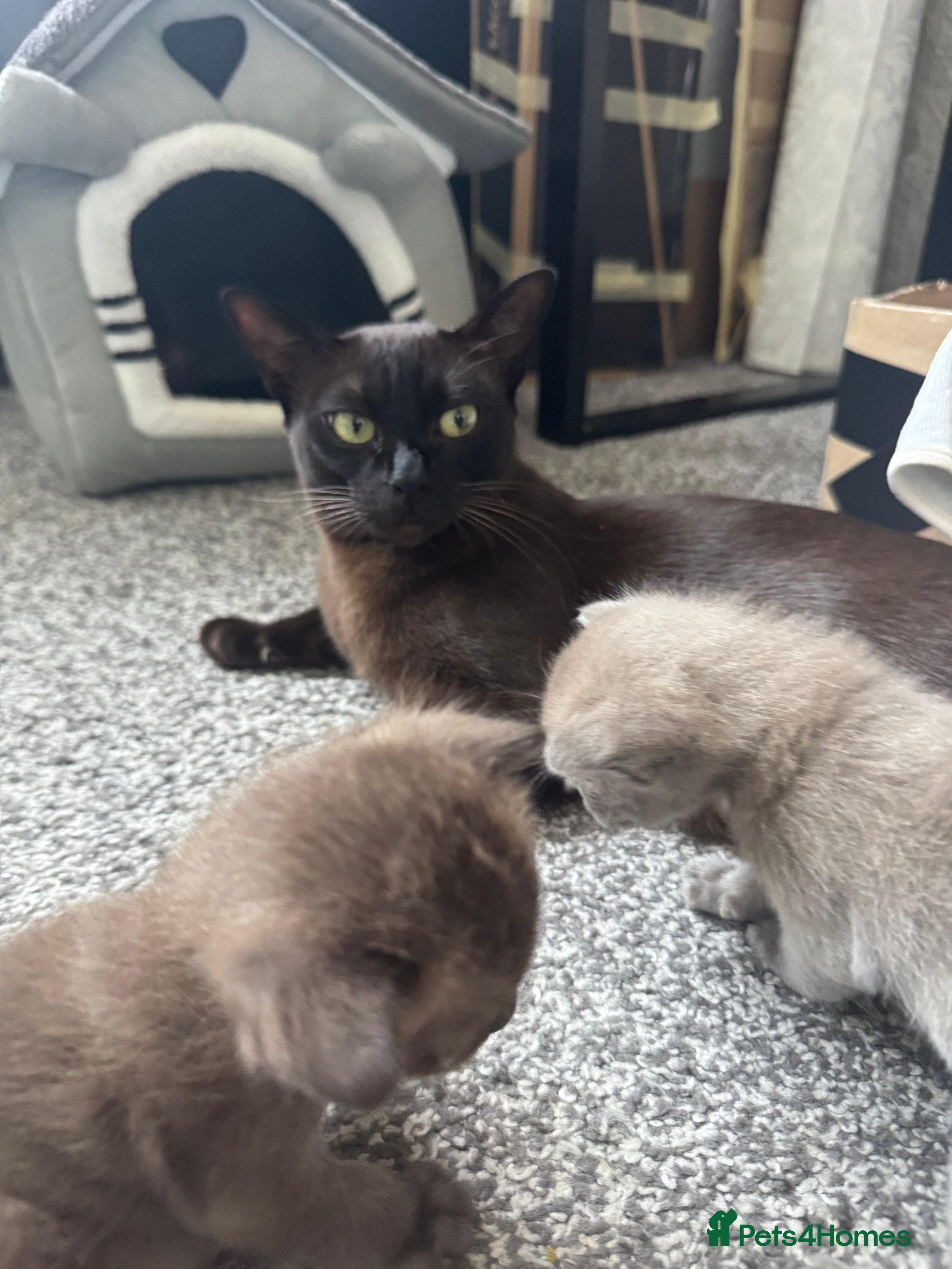 Burmese cats Burmese Kittens - Advert 1