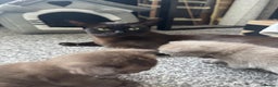Burmese cats for sale: Burmese Kittens - Advert 1