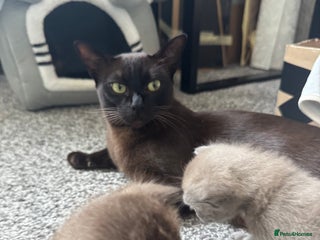 Burmese cats Burmese Kittens - Advert 4