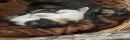 Mixed Breed cats for sale: Beautiful Calico Girls - Advert 6
