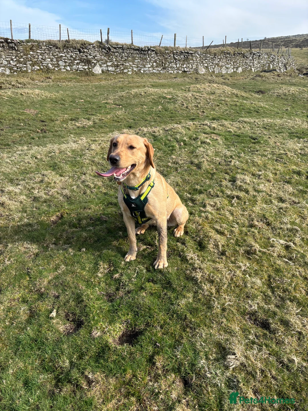 Labrador Retriever dogs for sale: Beautiful Labrador Puppies - Advert 2