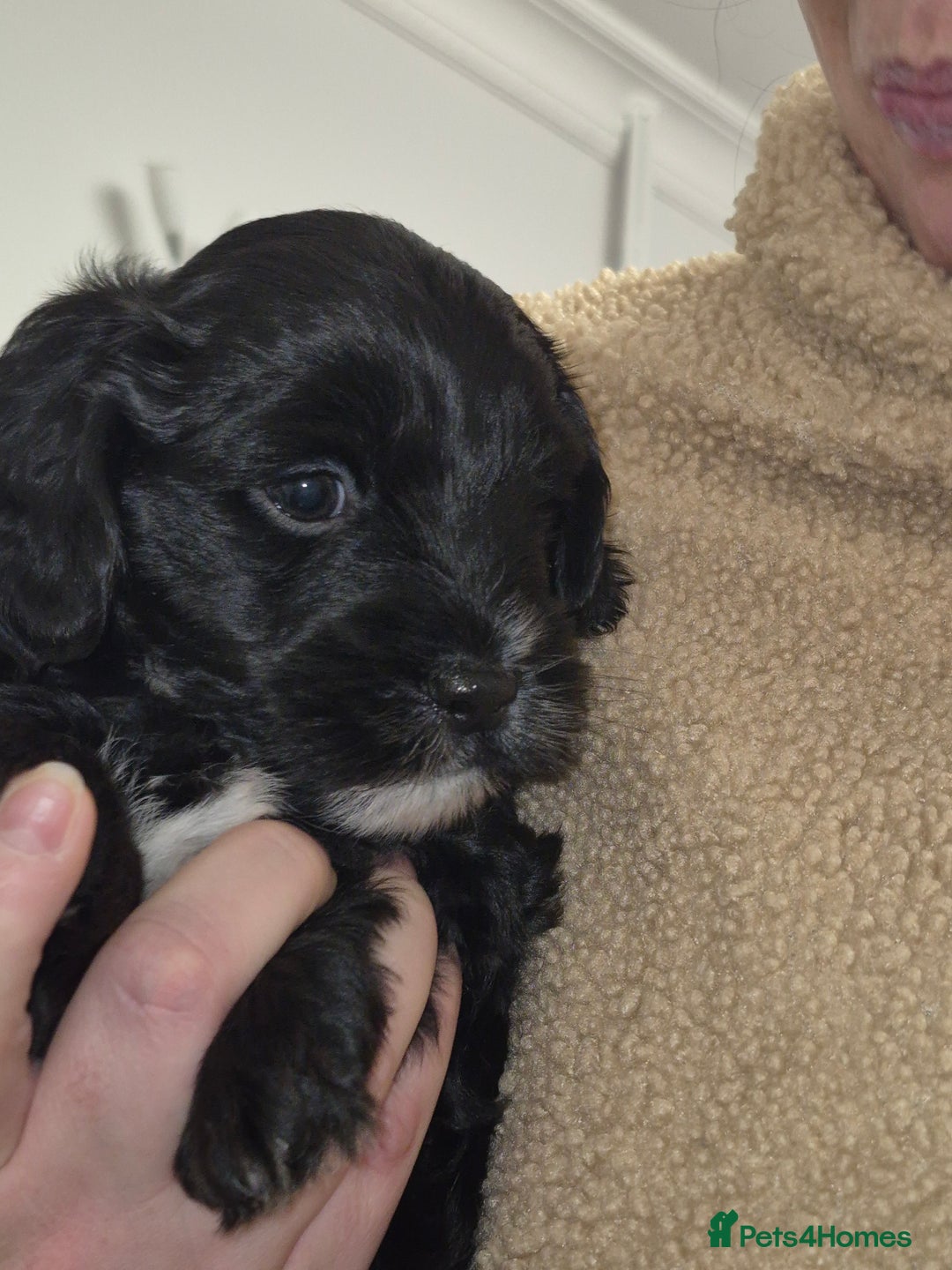 Mixed Breed dogs for sale: Yorkiepoo puppies  - Advert 3