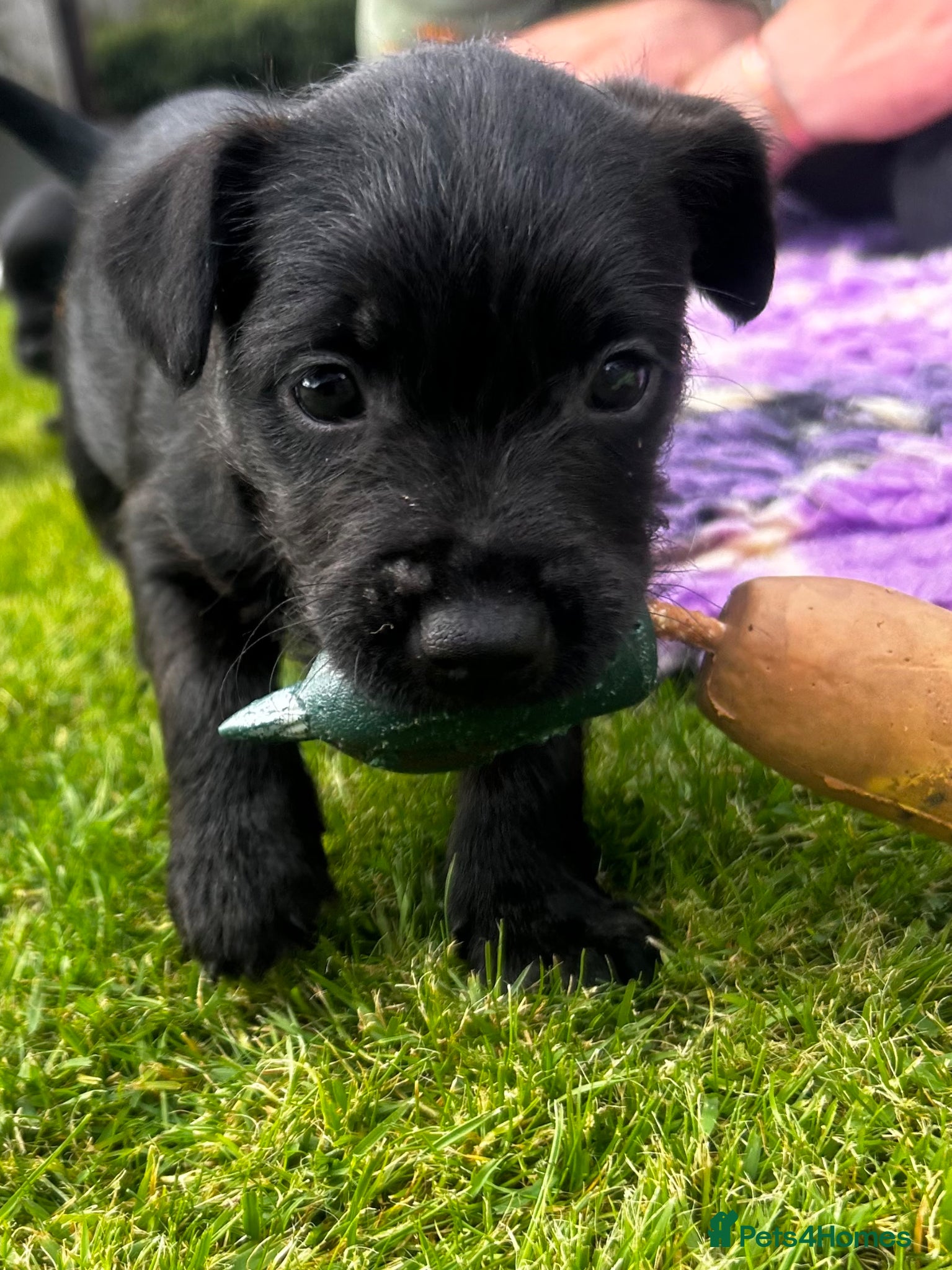 Patterdale Terrier dogs Patterdale Puppies For Sale - Advert 2
