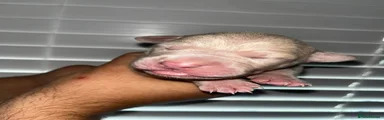 Mixed Breed 4