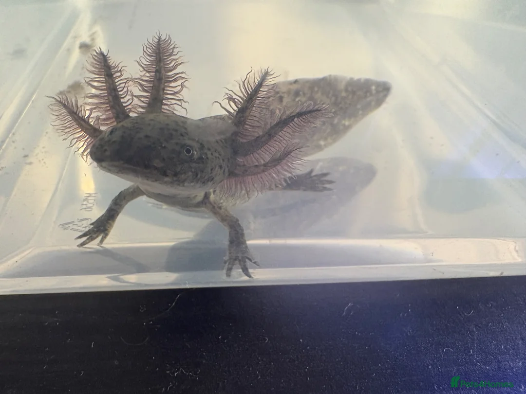 Axolotl reptiles for sale: Axolotl  in Elgin - Advert 2