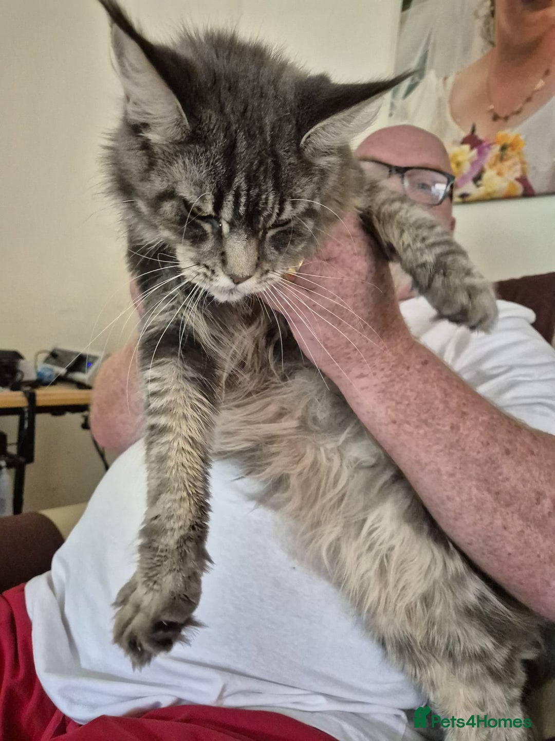 Maine Coon cats for sale: 9 month old maine coon - Image 6