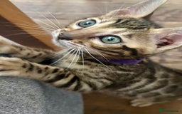 Bengal cats for sale: 5 Stunning Bengal girls ready for their new homes - Image 22