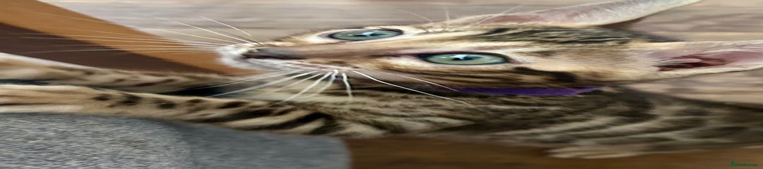 Bengal Kitten purple 