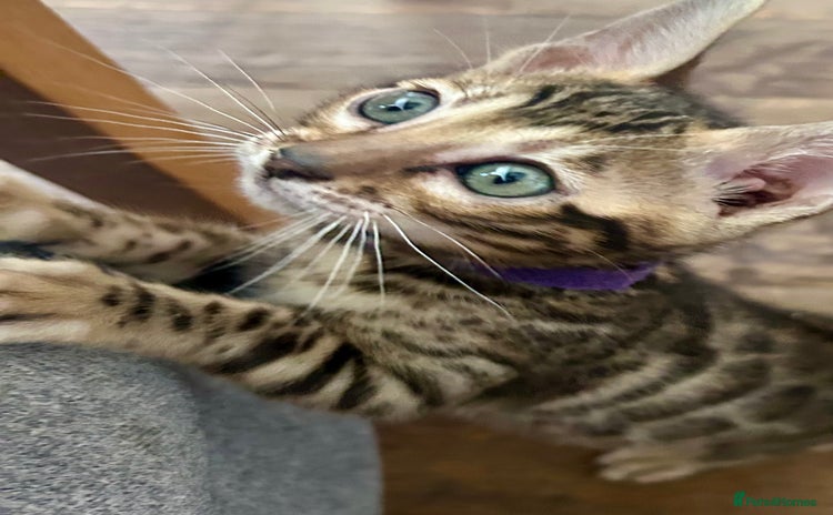 Bengal cats - Advert 3