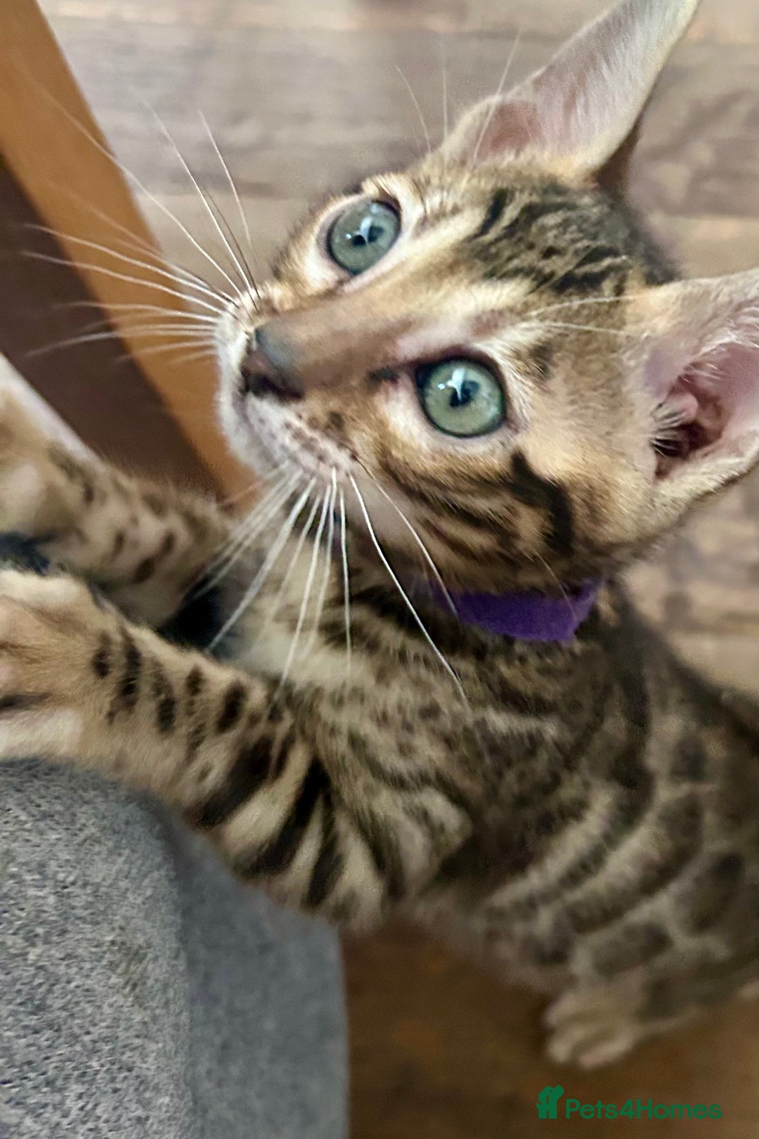 Bengal cats for sale: 5 Stunning Bengal girls ready for their new homes - Image 22