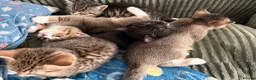 Mixed Breed cats for sale: Beautiful baby kittens looking for forever homes  - Advert 5