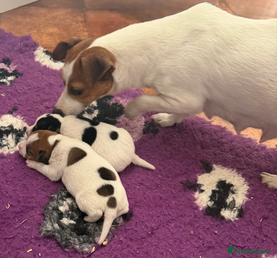 Jack Russell dogs for sale: Health Tested Jack Russell Boy - Advert 7