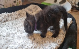 Persian cats for sale: Two loveable Persian kittens  - Image 5