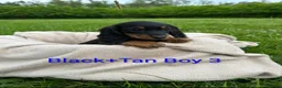 Dachshund dogs for sale: Beautiful Dachshund Puppies - Advert 7