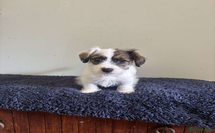 Jack Russell dogs - Advert 2