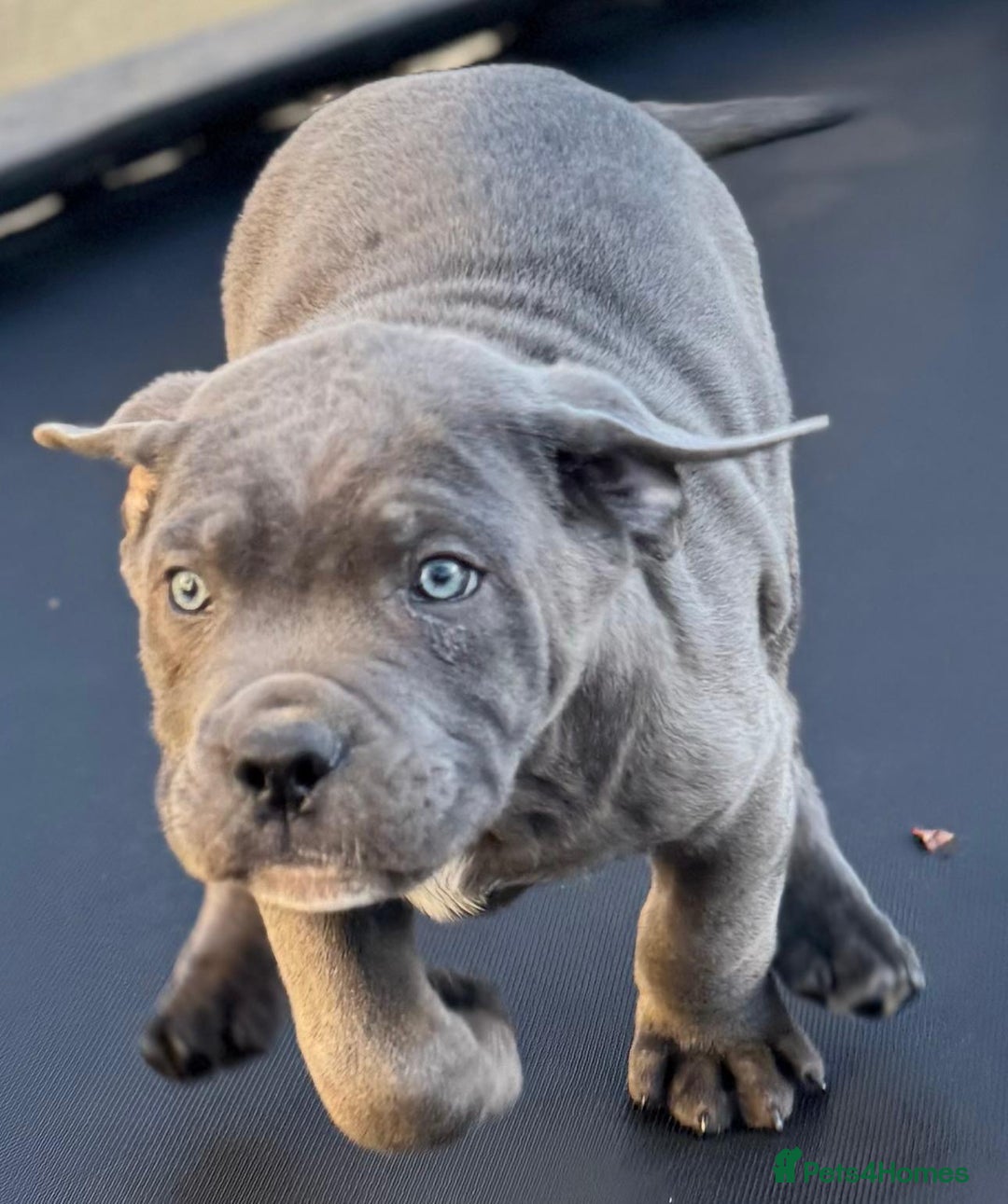Cane Corso dogs for sale: CANE CORSO CHAMPION BLOOD LINE VERY GOOD STOCK - Advert 3