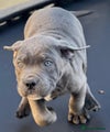 Cane Corso Puppy 4