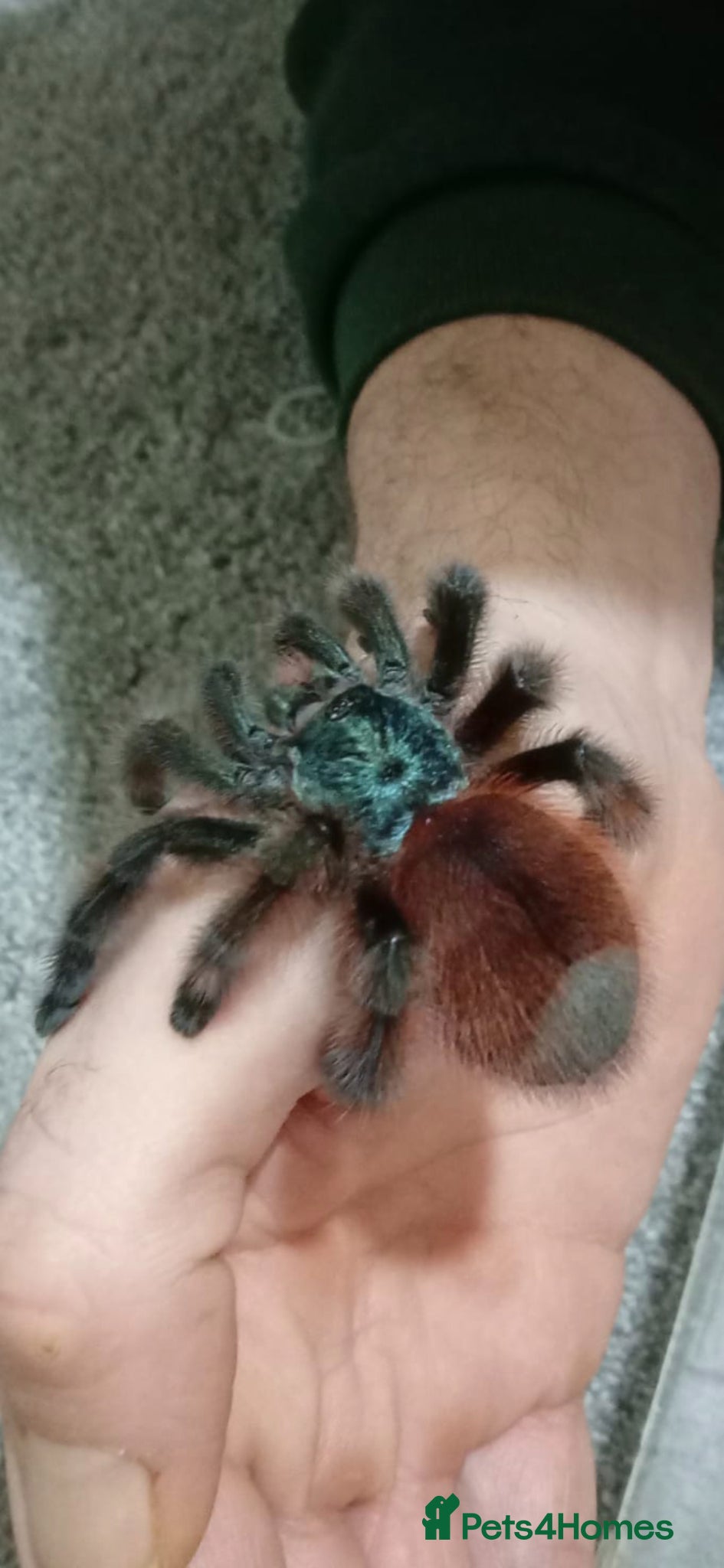 Mixed Breed invertebrates ☆☆tarantulas ☆ & Baby alpine newts - Advert 14