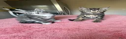 Mixed Breed cats for sale: 4 x Adorable Loving Kittens Ready NOW! - Advert 21