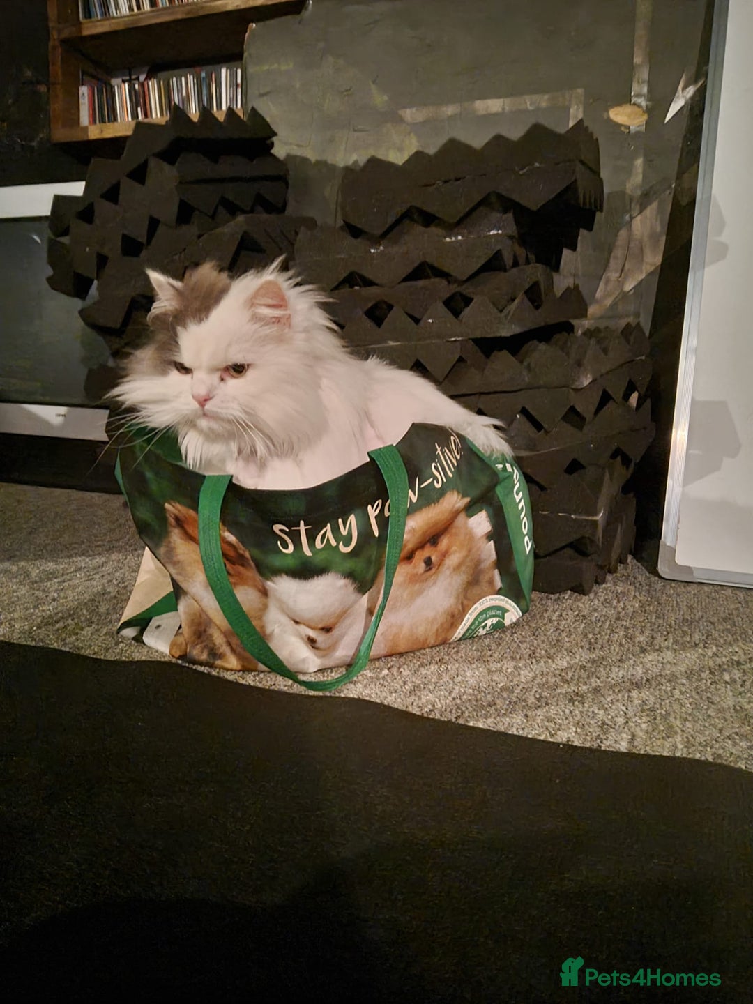 Ragdoll cats for sale: Gorgeous Ragdoll x Persian boy  - Image 8