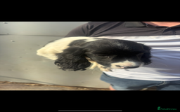 English Springer Spaniel dogs for sale: Springer spaniel pups ready now  - Image 4
