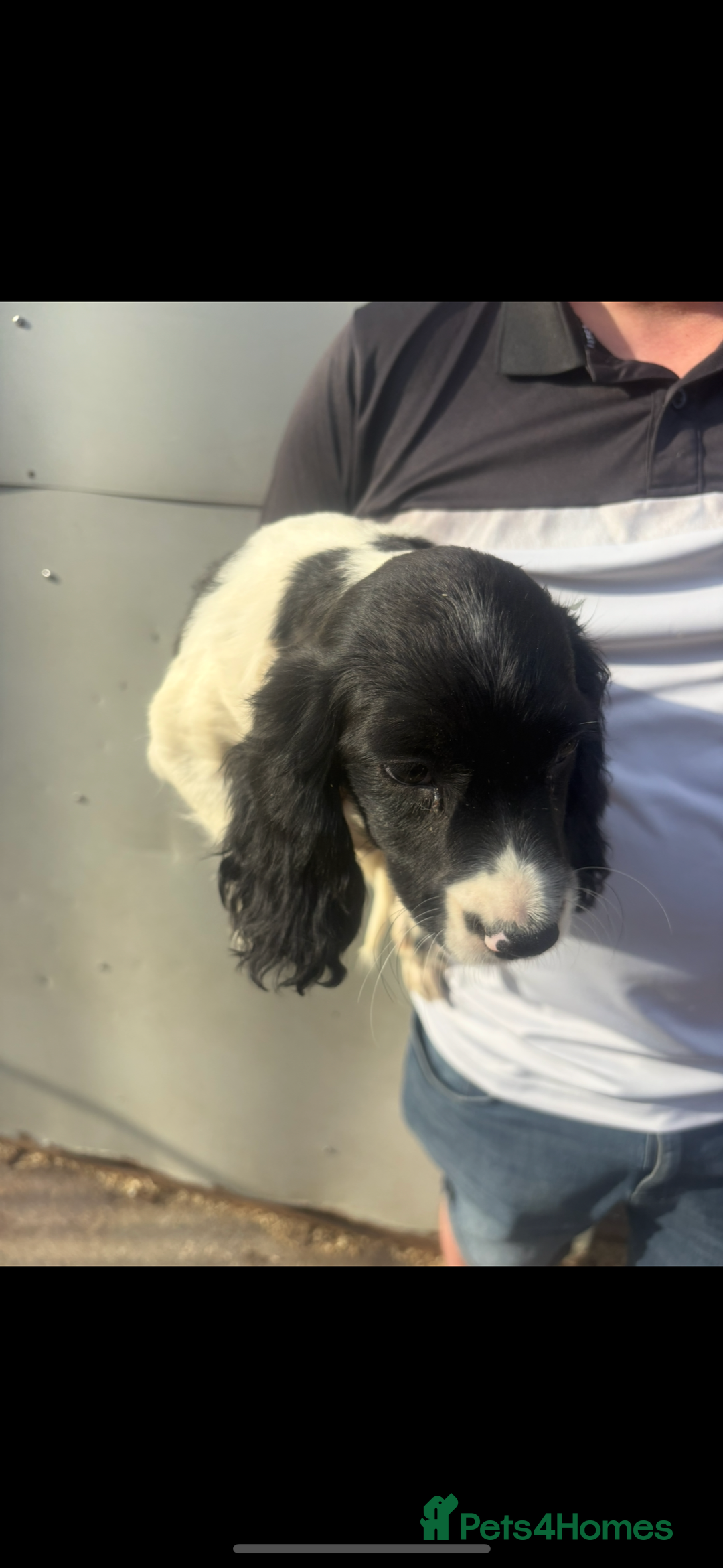 English Springer Spaniel dogs for sale: Springer spaniel pups ready now  - Image 4