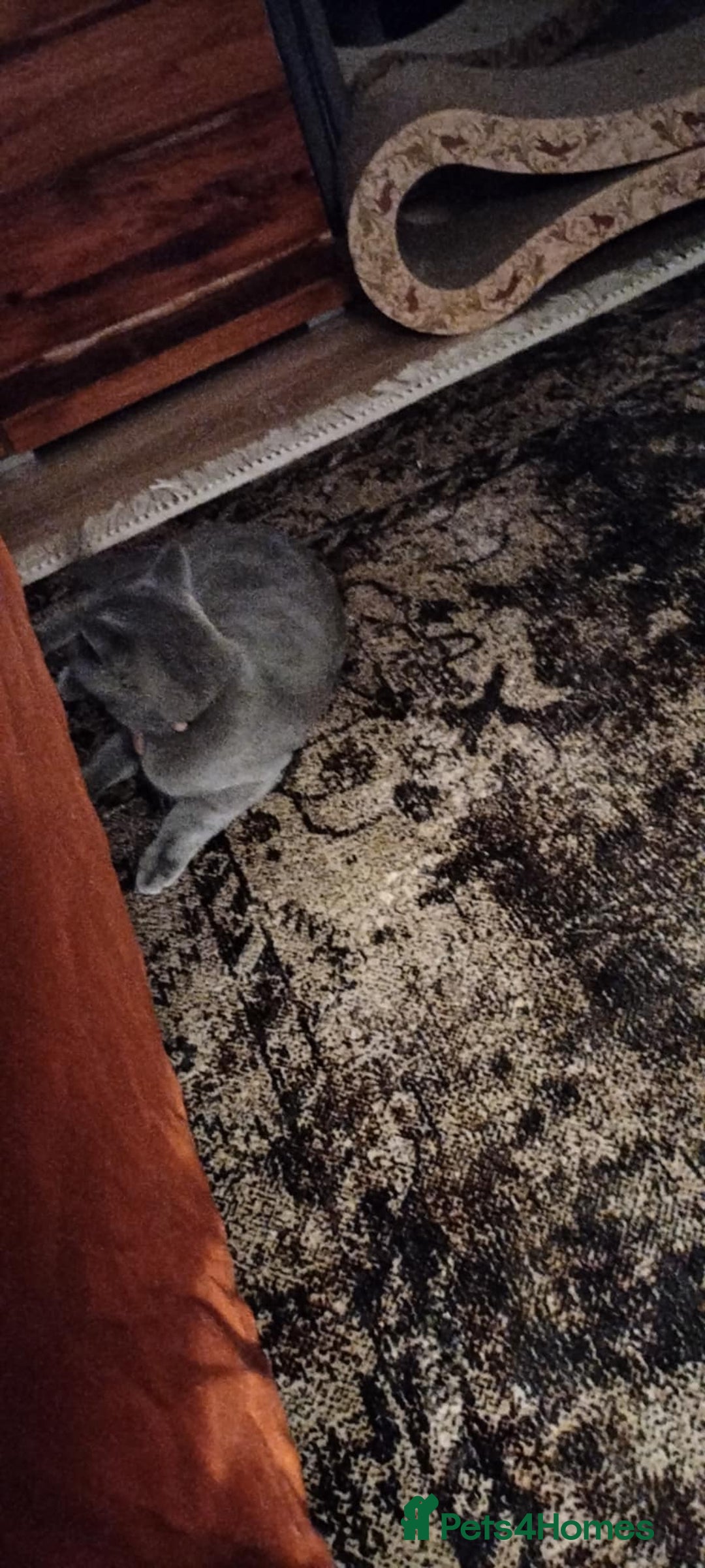 British Shorthair cats for sale: Girl  - Advert 2