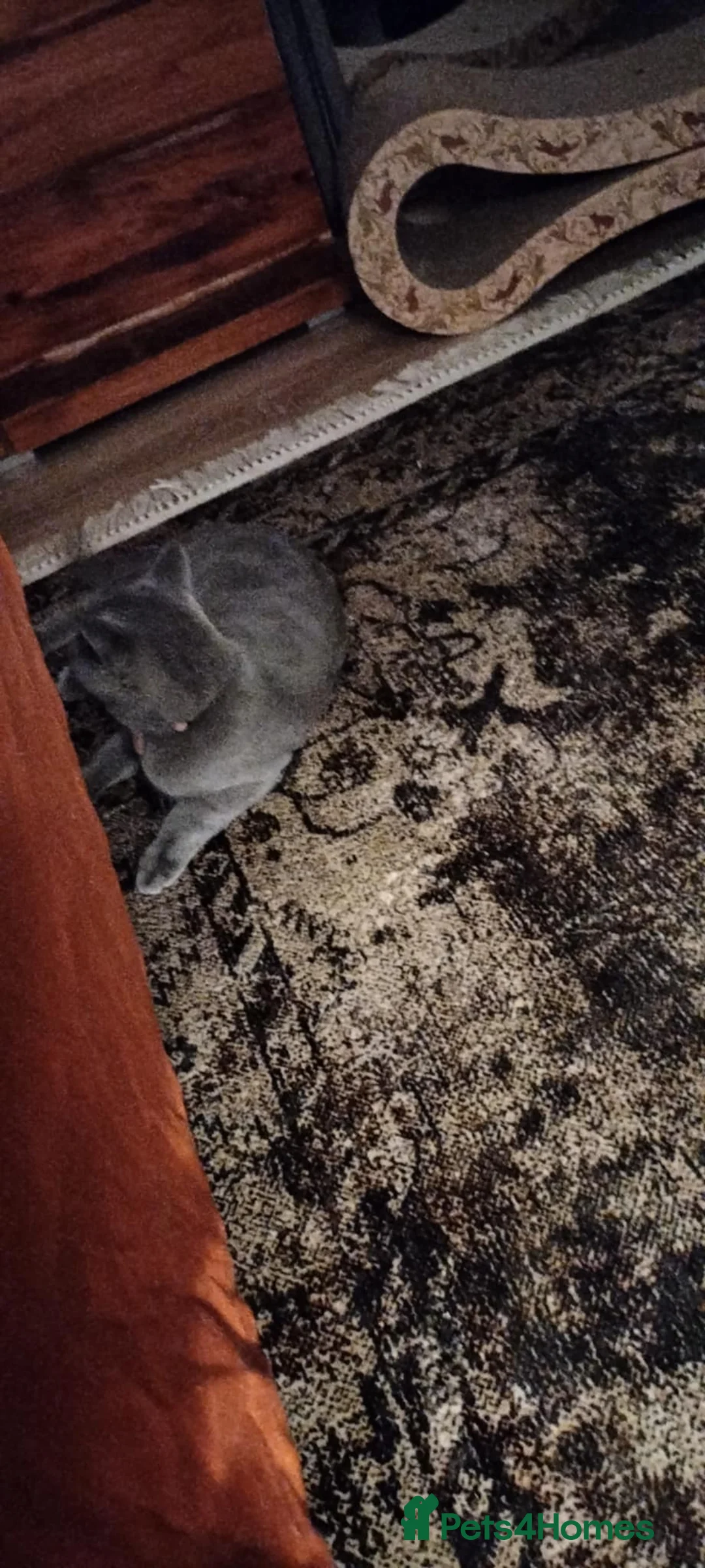 British Shorthair cats for sale: Girl  - Advert 2