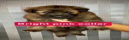 German Shepherd dogs for sale: German Shepherd puppies  - Advert 6