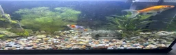 Goldfish fish for sale: Comet Goldfish in Enfield - Advert 3