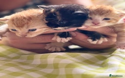 Sphynx cats for sale: Sphinx x dsh - Image 5