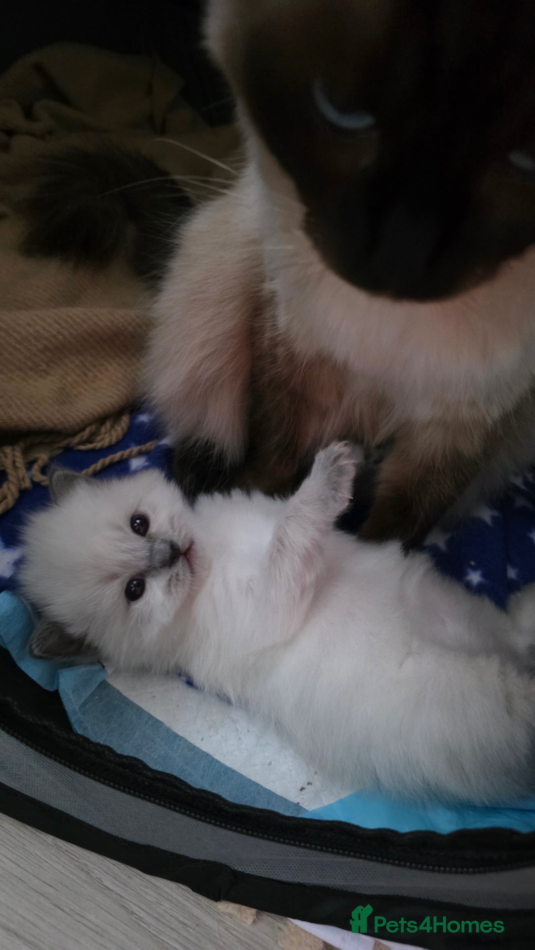 Ragdoll cats for sale: Ragdoll Blue Point Male Kitten - Advert 3