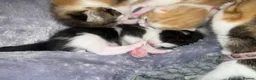 Mixed Breed cats for sale: 5 beautiful kittens looking for a forever home❤️ - Advert 33