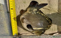 Koi Carp fish for sale: Koi for Sale - Image 11