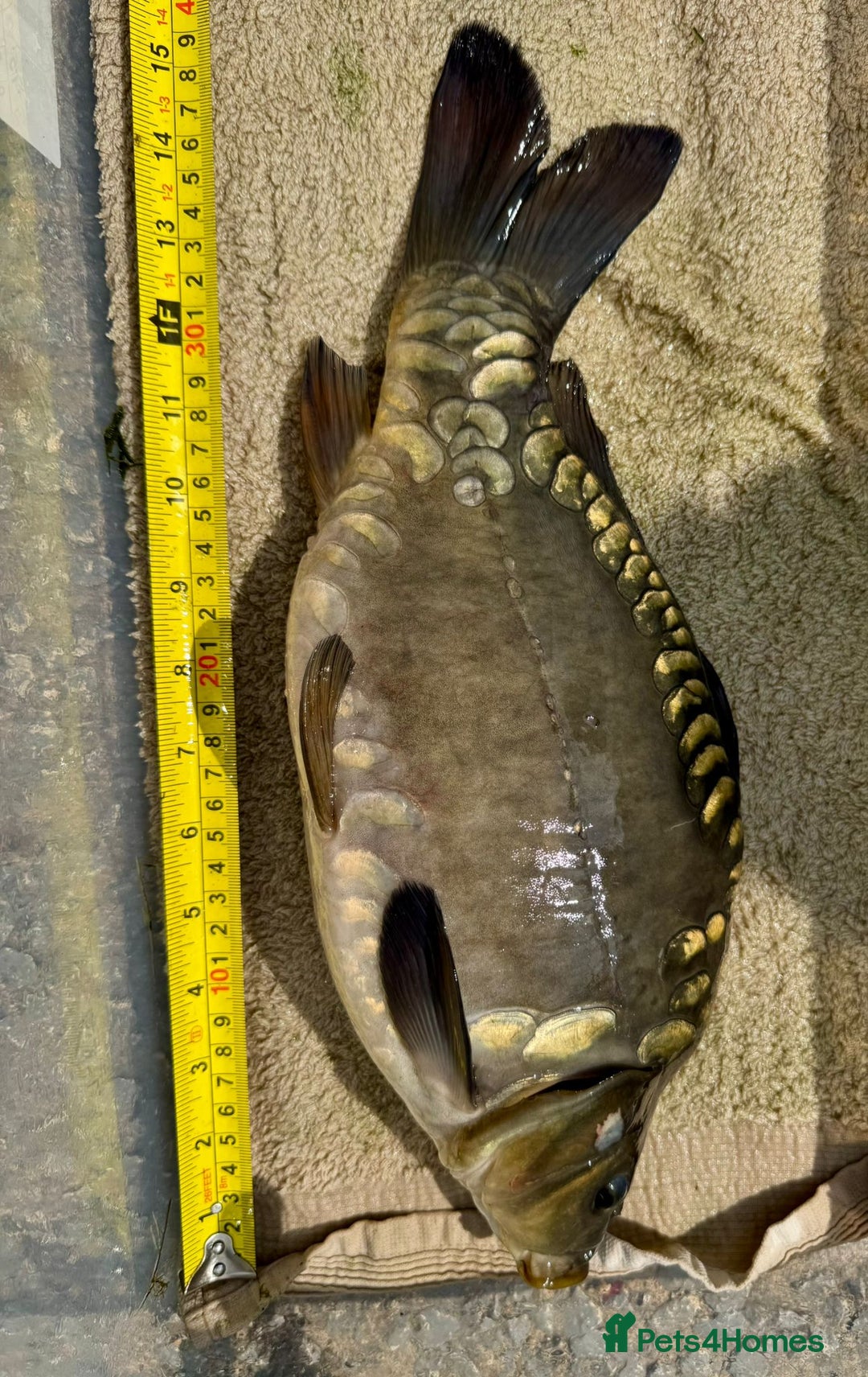 Koi Carp fish for sale: Koi for Sale - Image 11