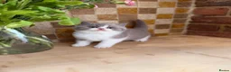 British Shorthair cats for sale: Full Pedigree/Registered BSH from £995 - Advert 25