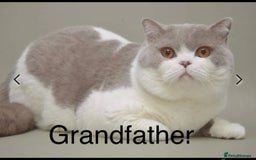 British Shorthair cats for sale: Champion lines bi colour cinnamon kittens  - Image 14